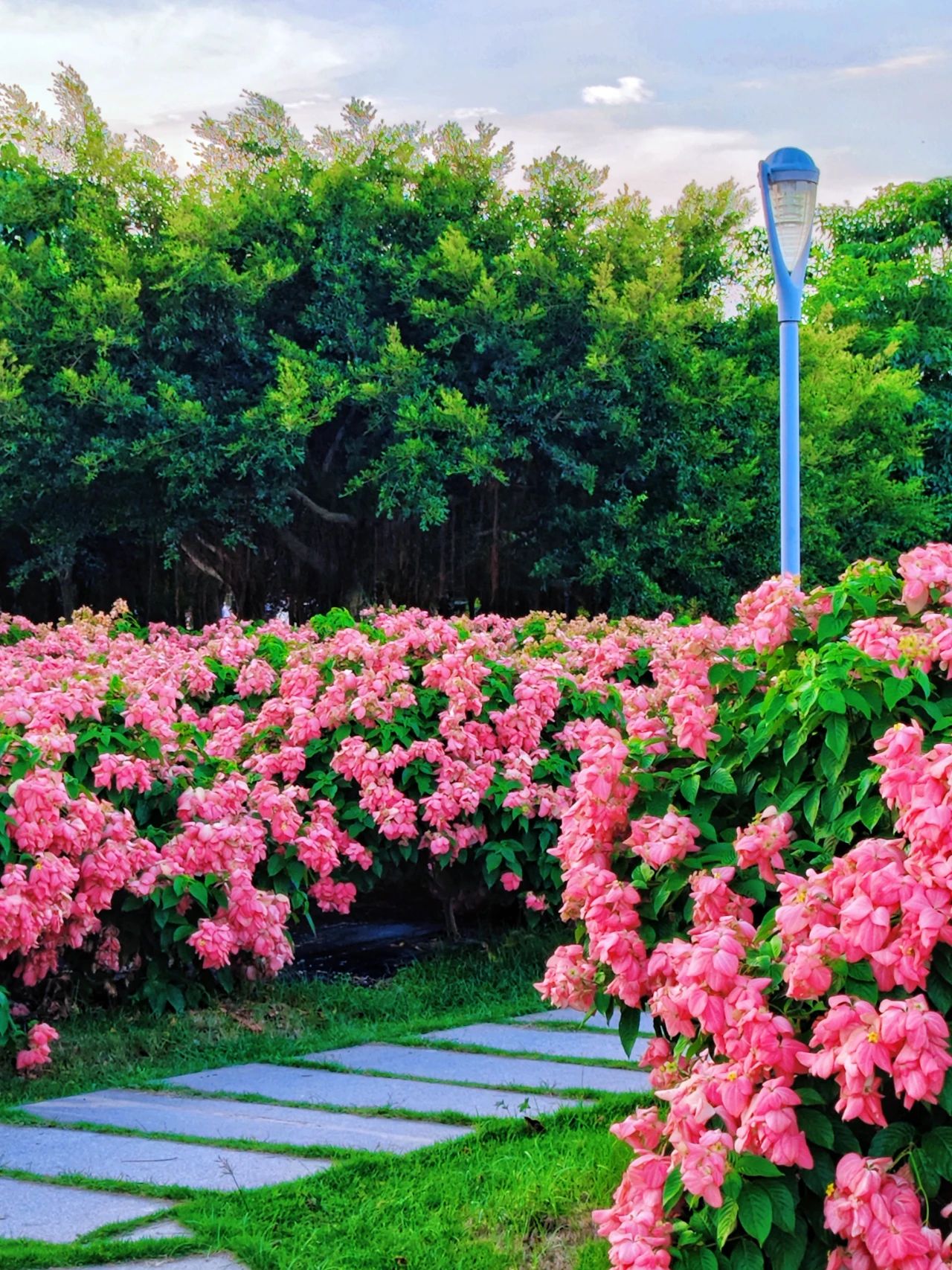 Liuhua Mountain Park, Seaside pink paper fan flower sea