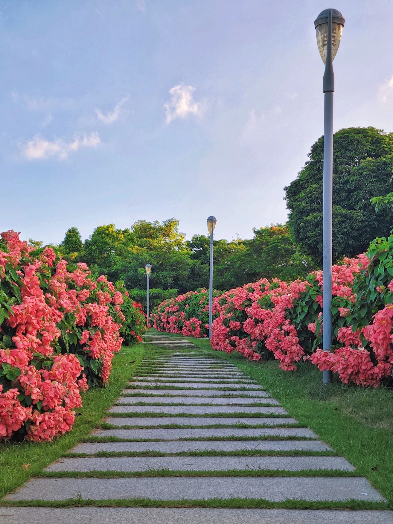 Liuhua Mountain Park, Seaside pink paper fan flower sea