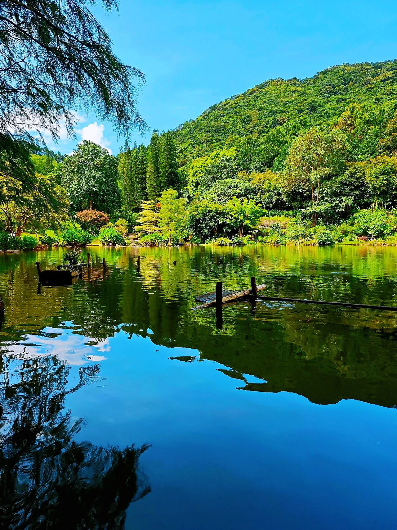 Xianhu Botanical Park｜Shenzhen's Emerald, the new mecca for photo-taking ❗️