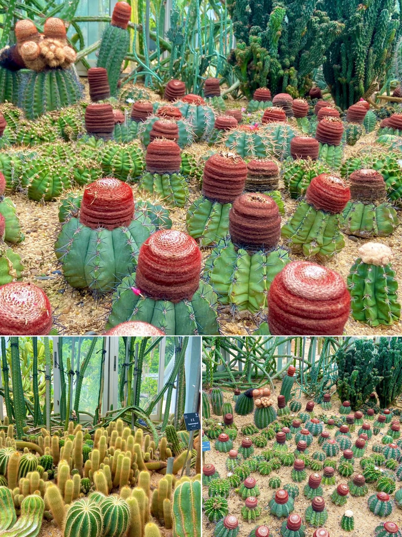 Xianhu Botanical Park, Shenzhen's Emerald