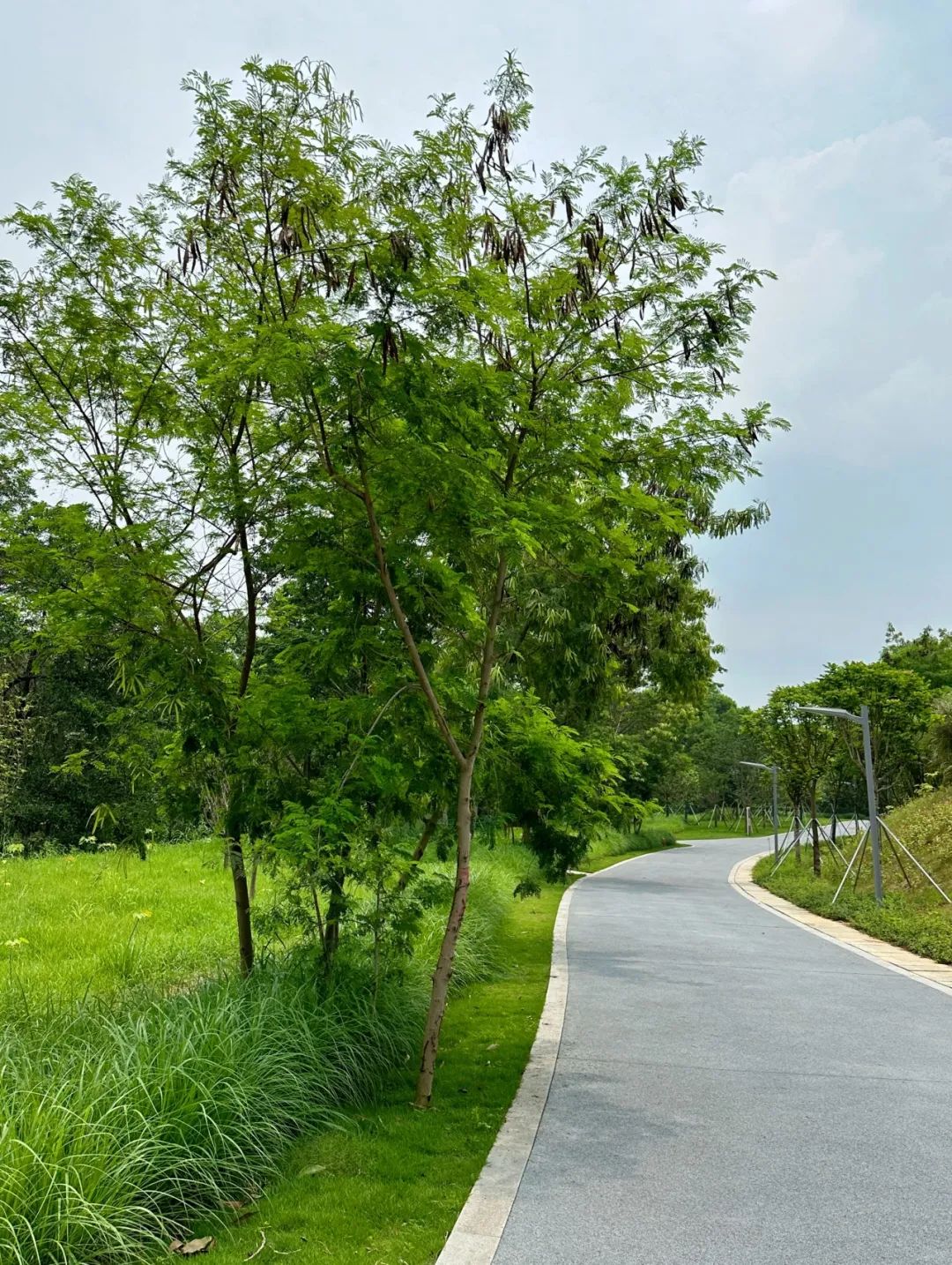 NiuHu Lake Greenway, a beautiful greenway around the lake!