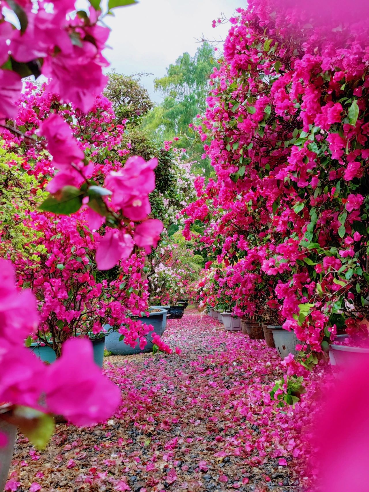 Shenzhen's Monet's Garden | The whole valley is full of Leucaena leucocephala