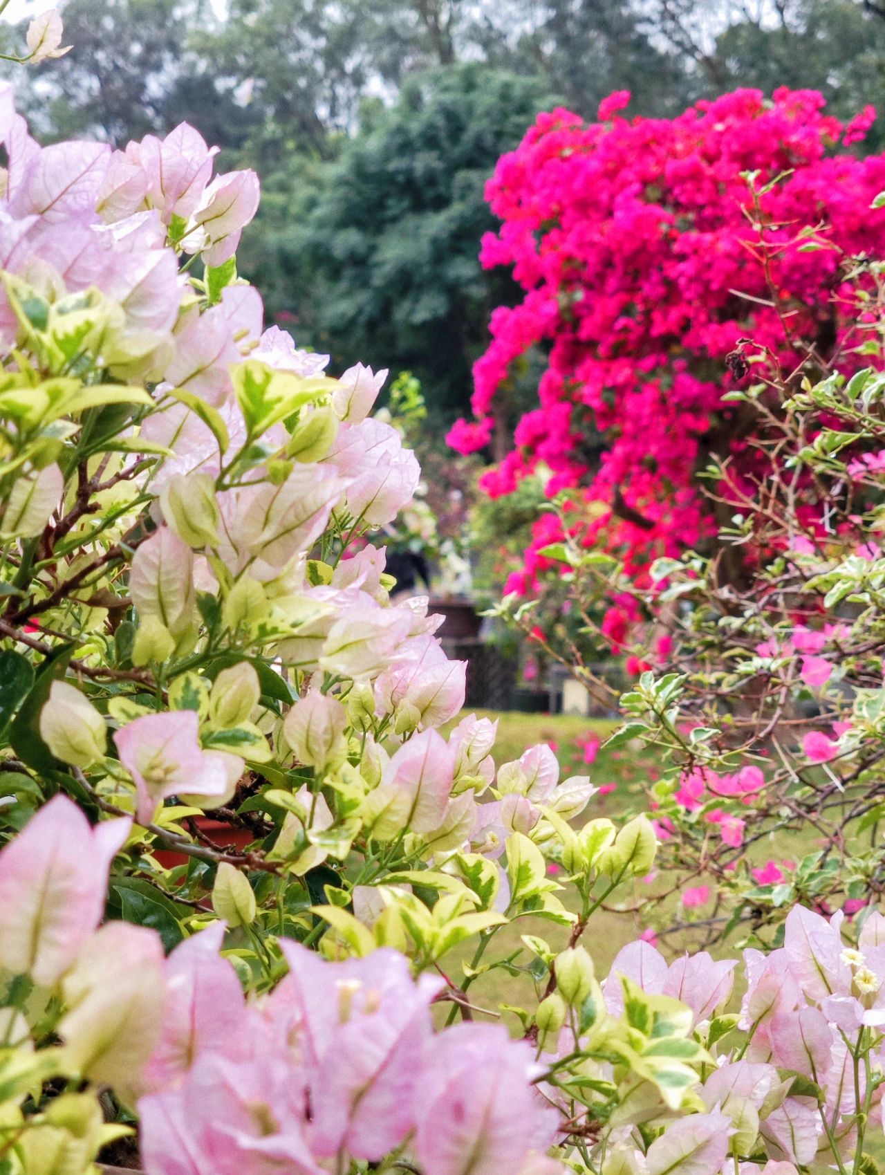 Shenzhen's Monet's Garden, Lotus Hill Park's Yuxiu Garden