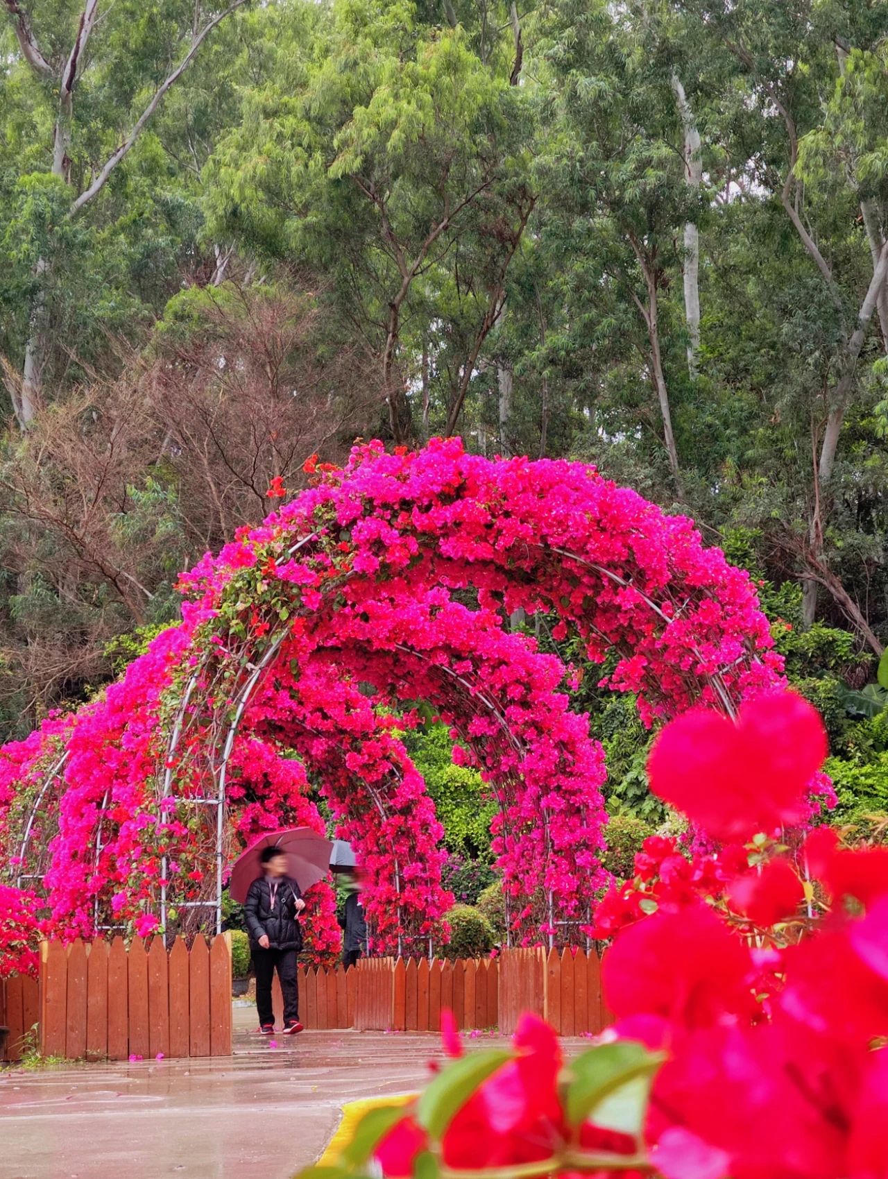 Shenzhen's Monet's Garden, Lotus Hill Park's Yuxiu Garden