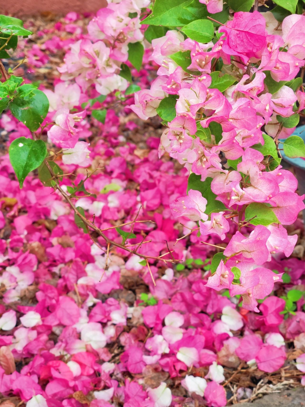 Shenzhen's Monet's Garden, Lotus Hill Park's Yuxiu Garden