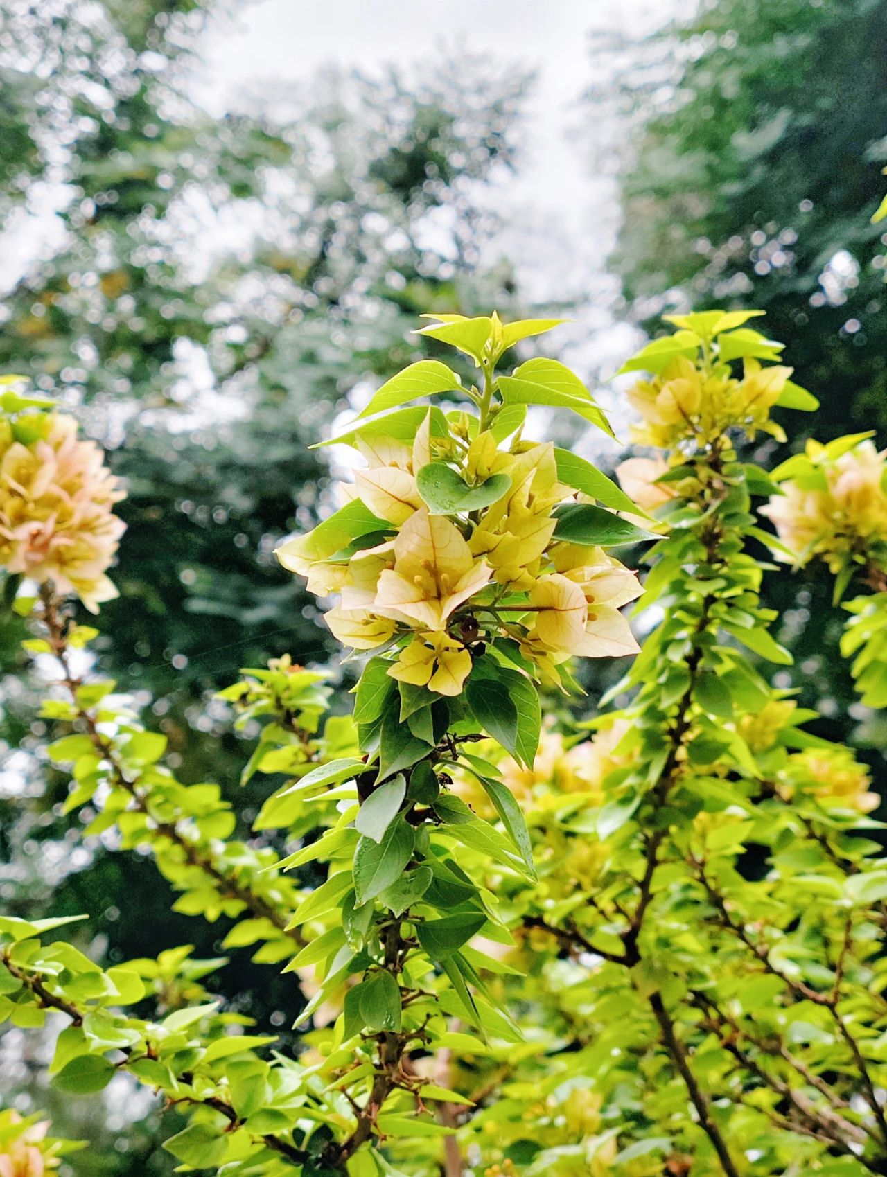 Shenzhen's Monet's Garden, Lotus Hill Park's Yuxiu Garden