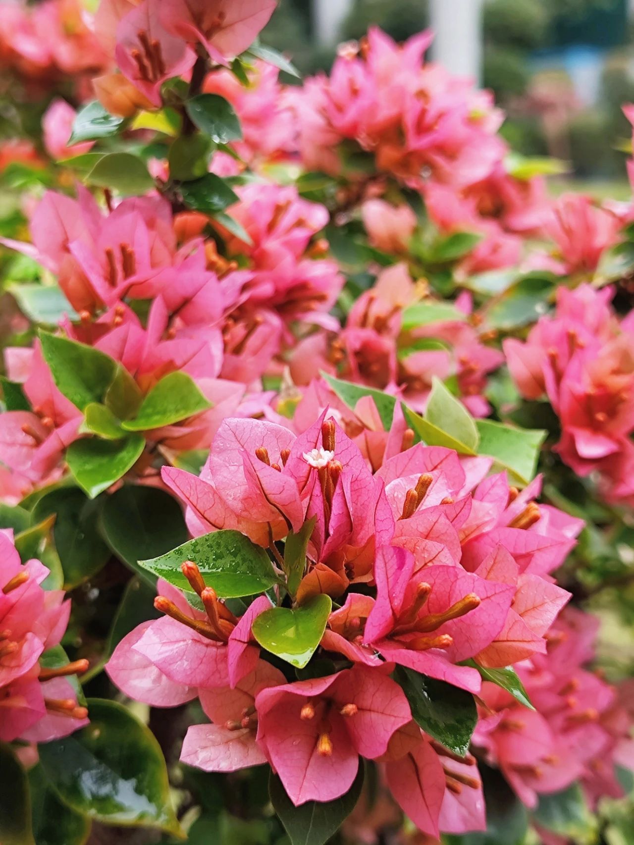 Shenzhen's Monet's Garden, Lotus Hill Park's Yuxiu Garden