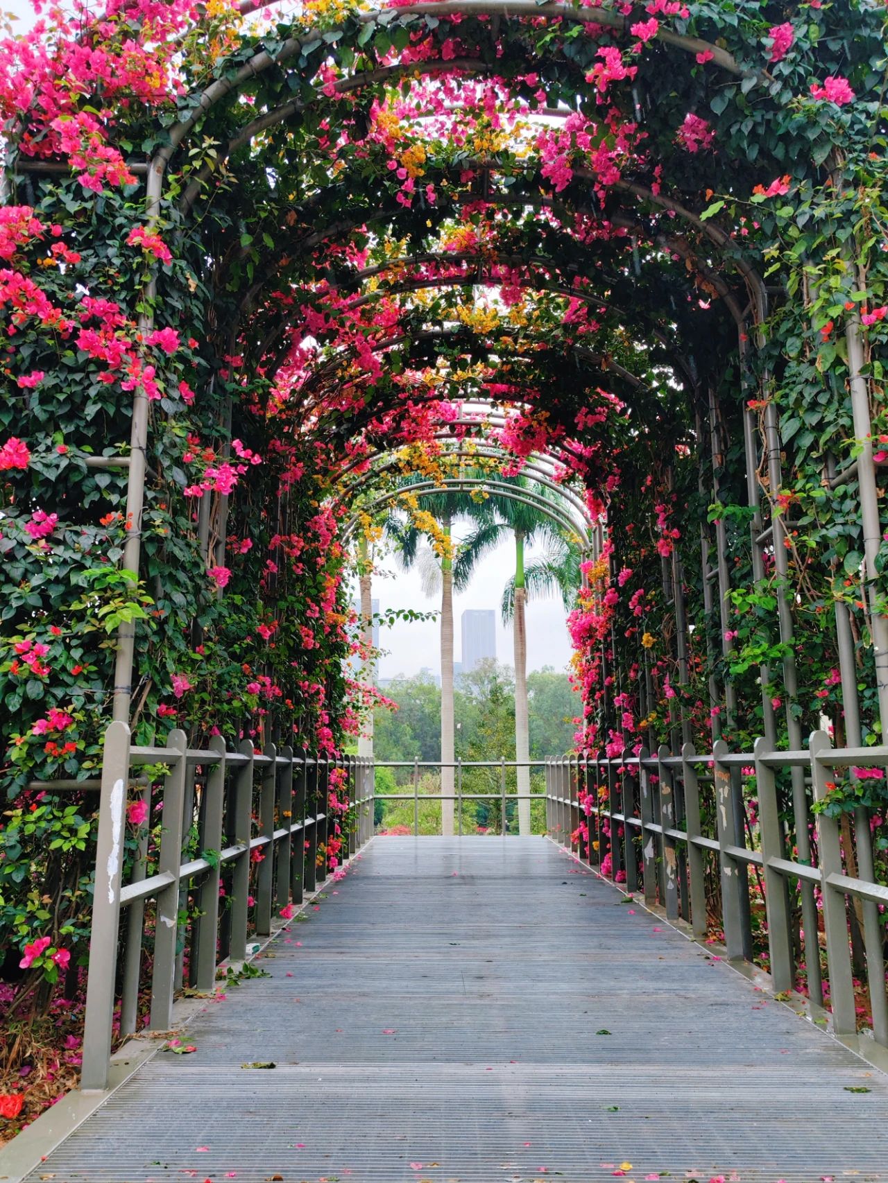 Shenzhen's Monet's Garden, Lotus Hill Park's Yuxiu Garden