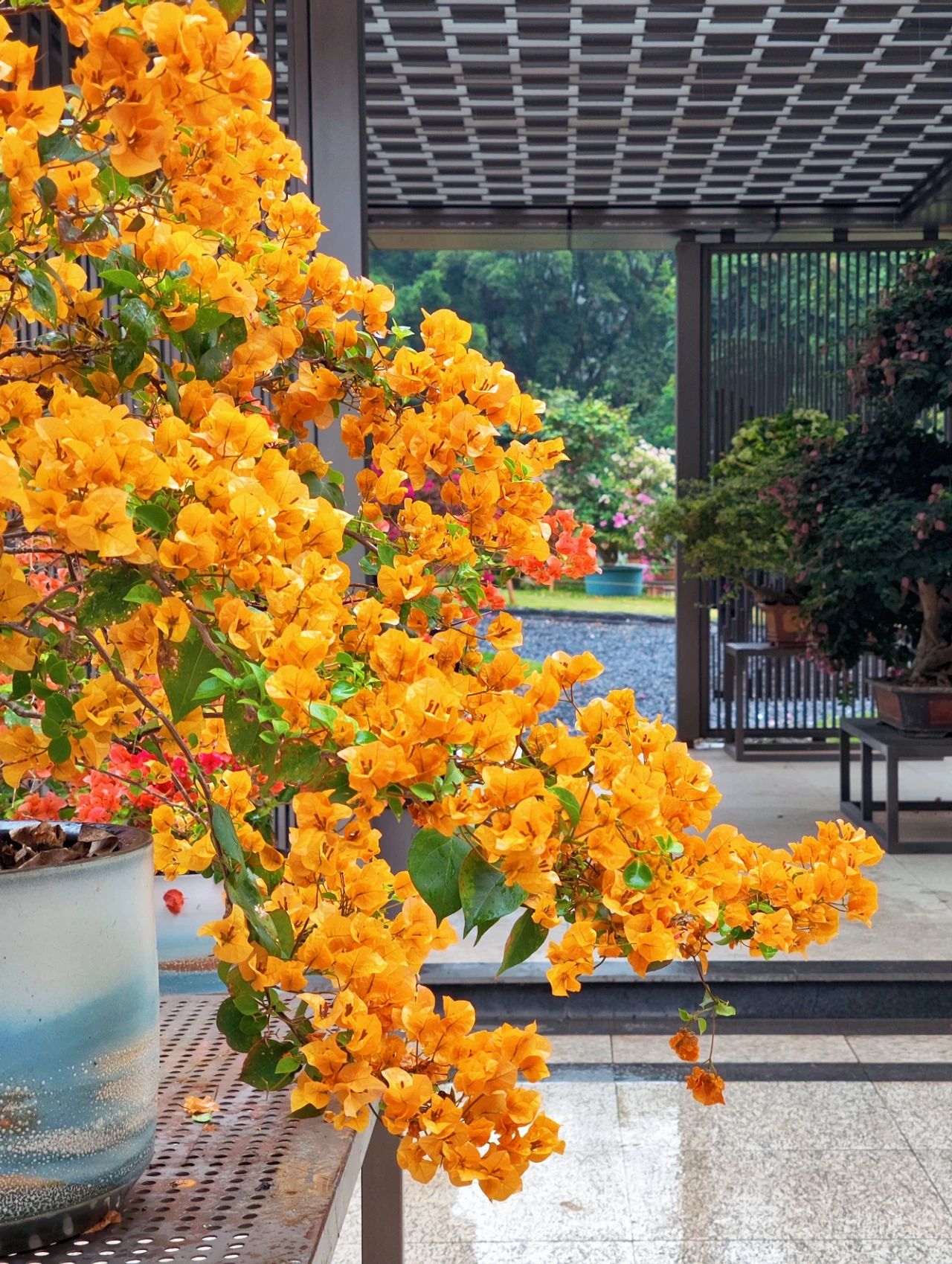 Shenzhen's Monet's Garden, Lotus Hill Park's Yuxiu Garden