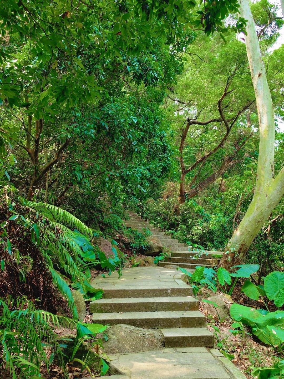 Shenzhen Treasure Forest | A Day of Healing from Nature