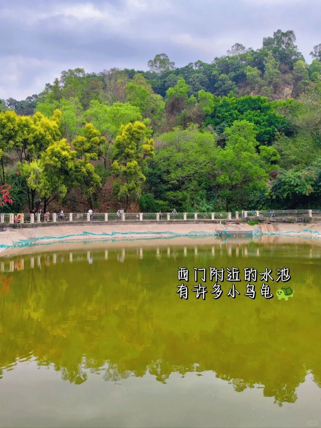 Shenzhen Treasure Forest, A Day of Healing from Nature