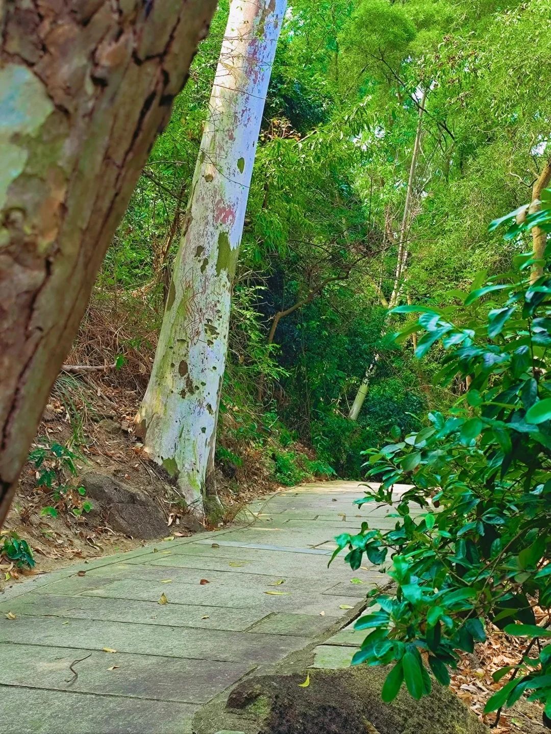 Shenzhen Treasure Forest, A Day of Healing from Nature