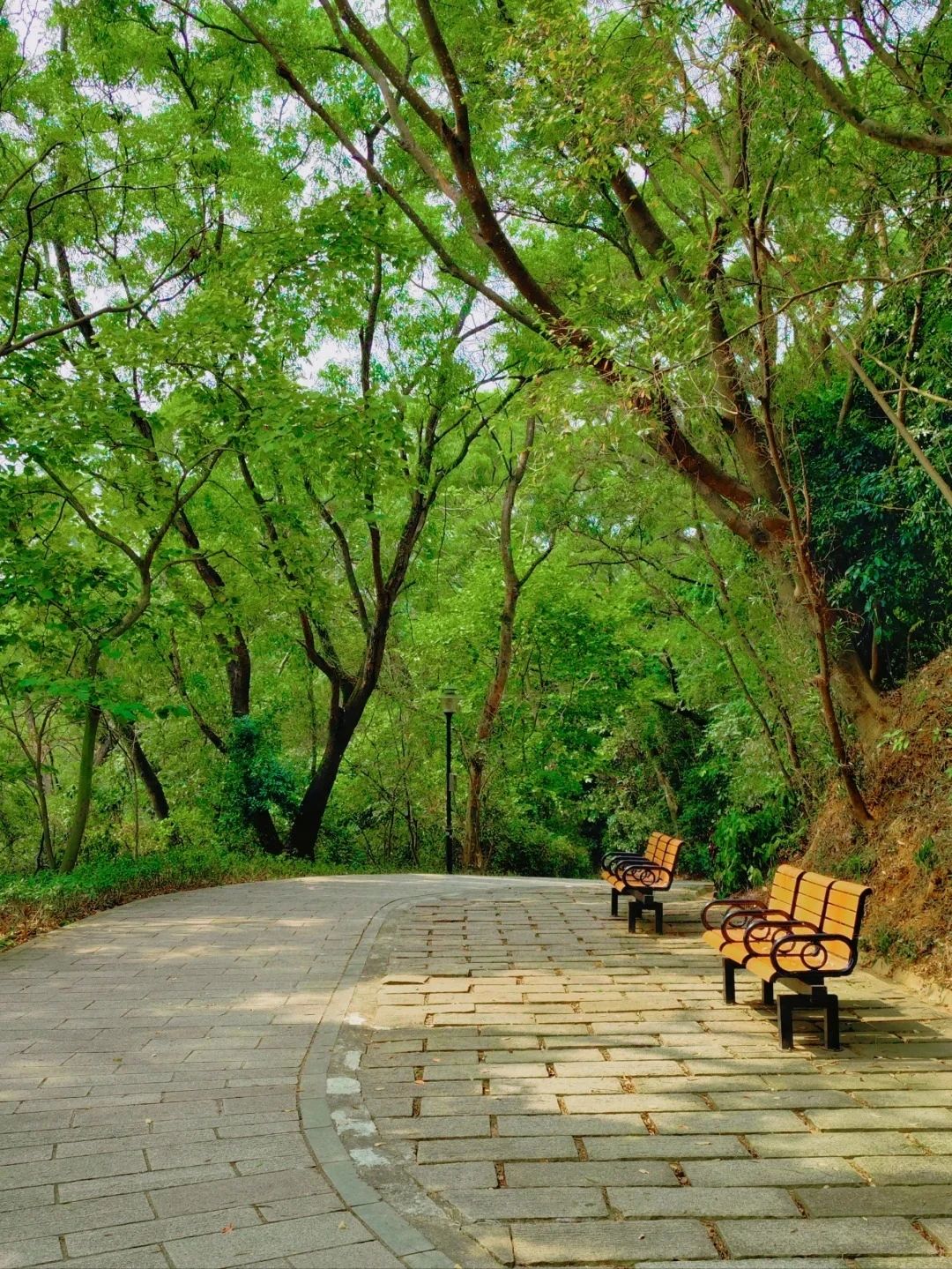 Shenzhen Treasure Forest, A Day of Healing from Nature