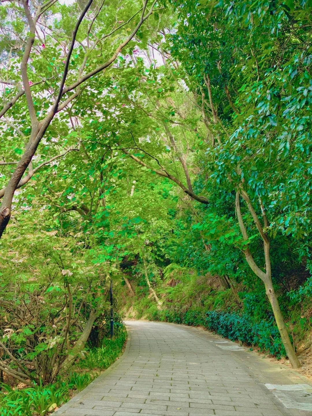 Shenzhen Treasure Forest, A Day of Healing from Nature