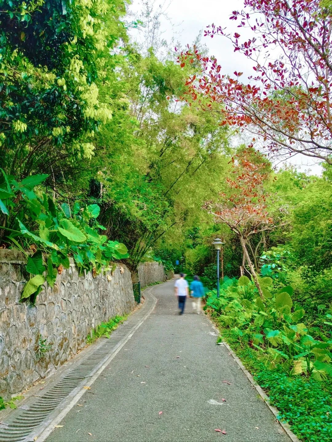 Shenzhen Treasure Forest, A Day of Healing from Nature