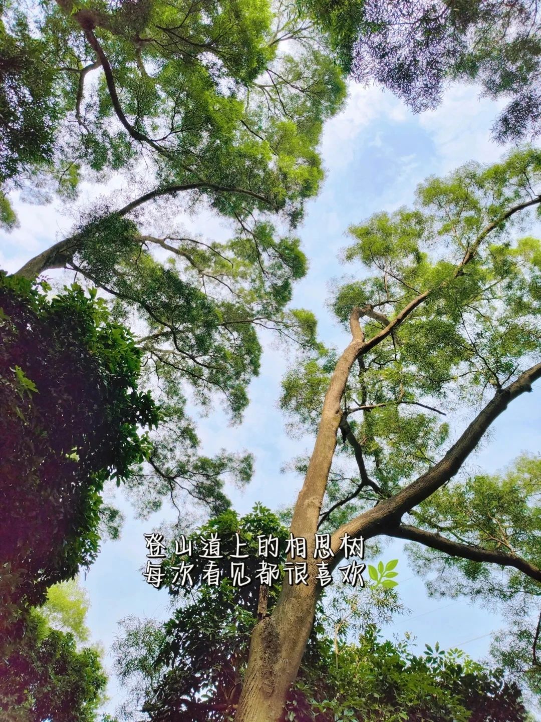 Shenzhen Treasure Forest, A Day of Healing from Nature