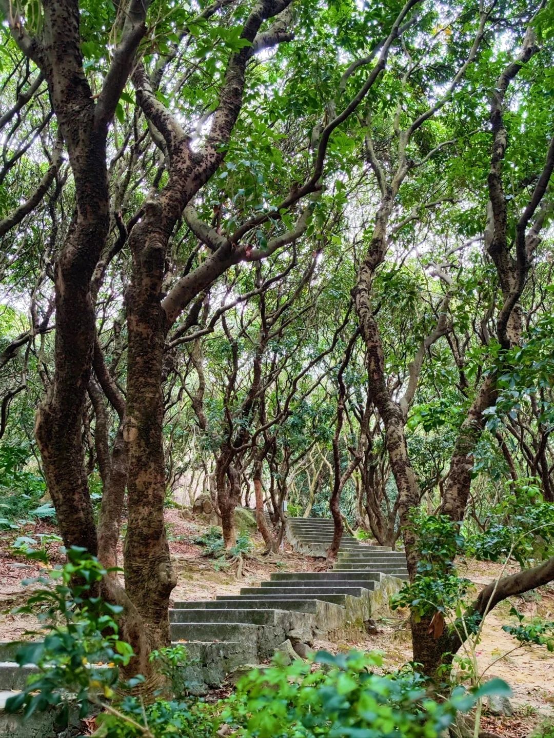 Shenzhen Treasure Forest, A Day of Healing from Nature