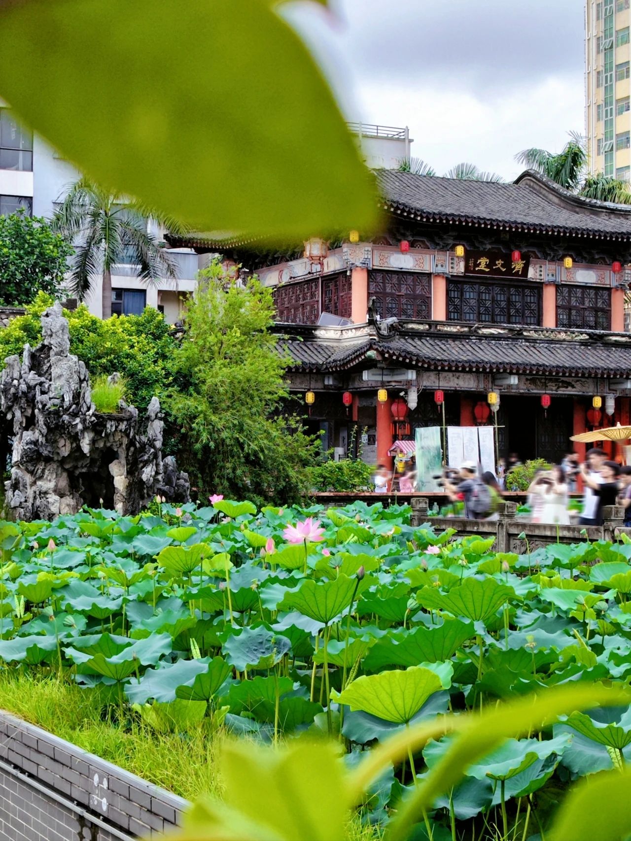 Shenzhen Wanjing Park Lotus Blossom