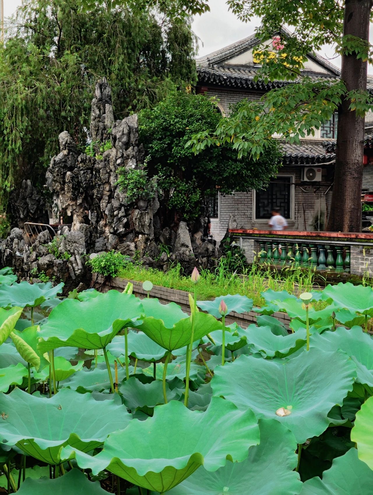 Shenzhen Wanjing Park, Lotus Blossom