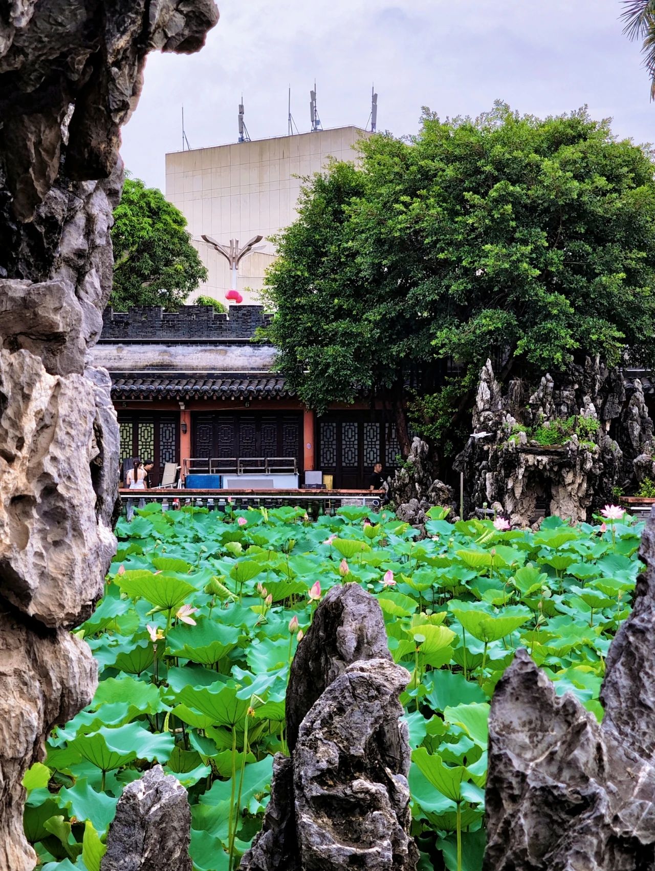 Shenzhen Wanjing Park, Lotus Blossom