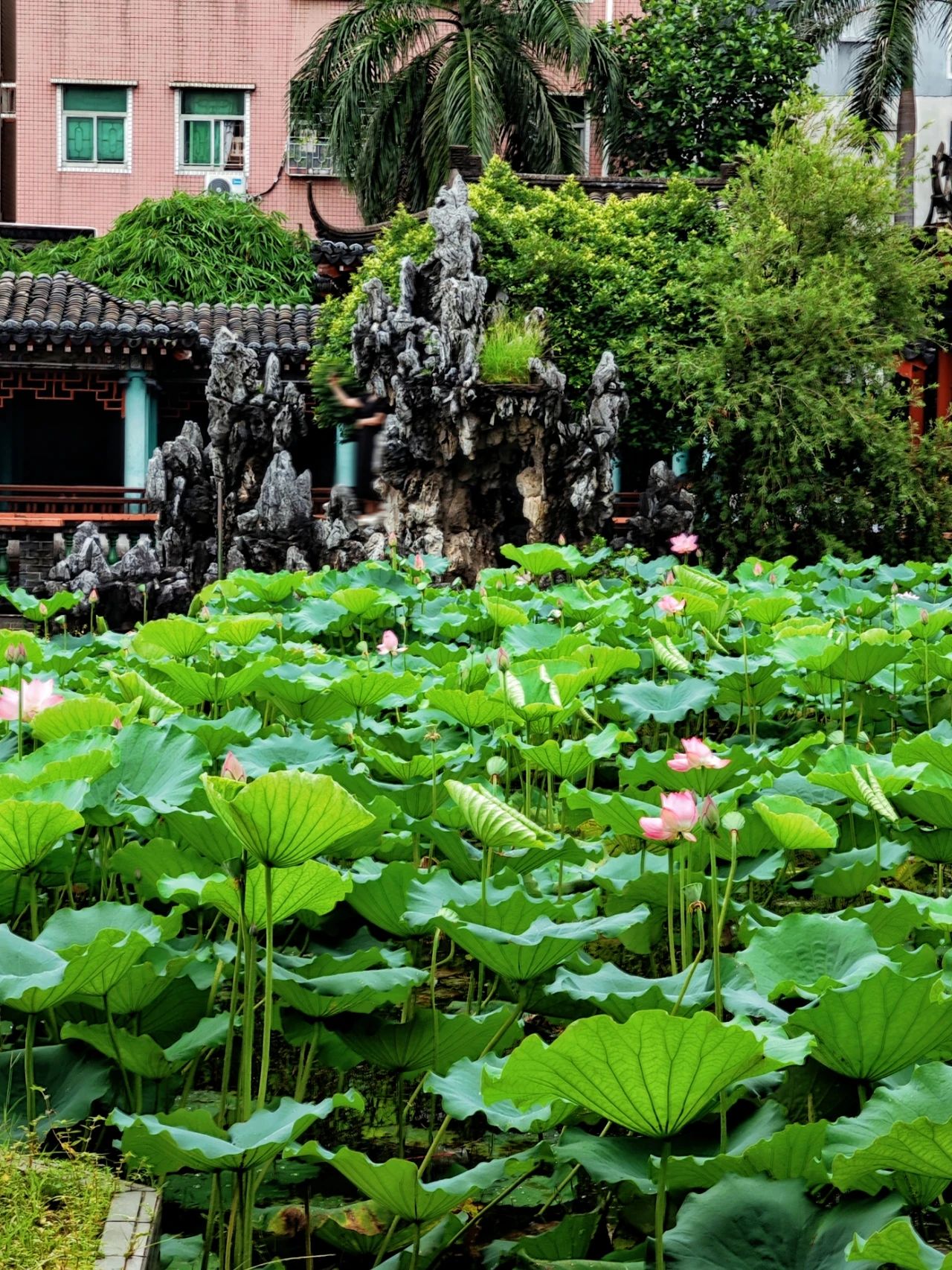 Shenzhen Wanjing Park, Lotus Blossom