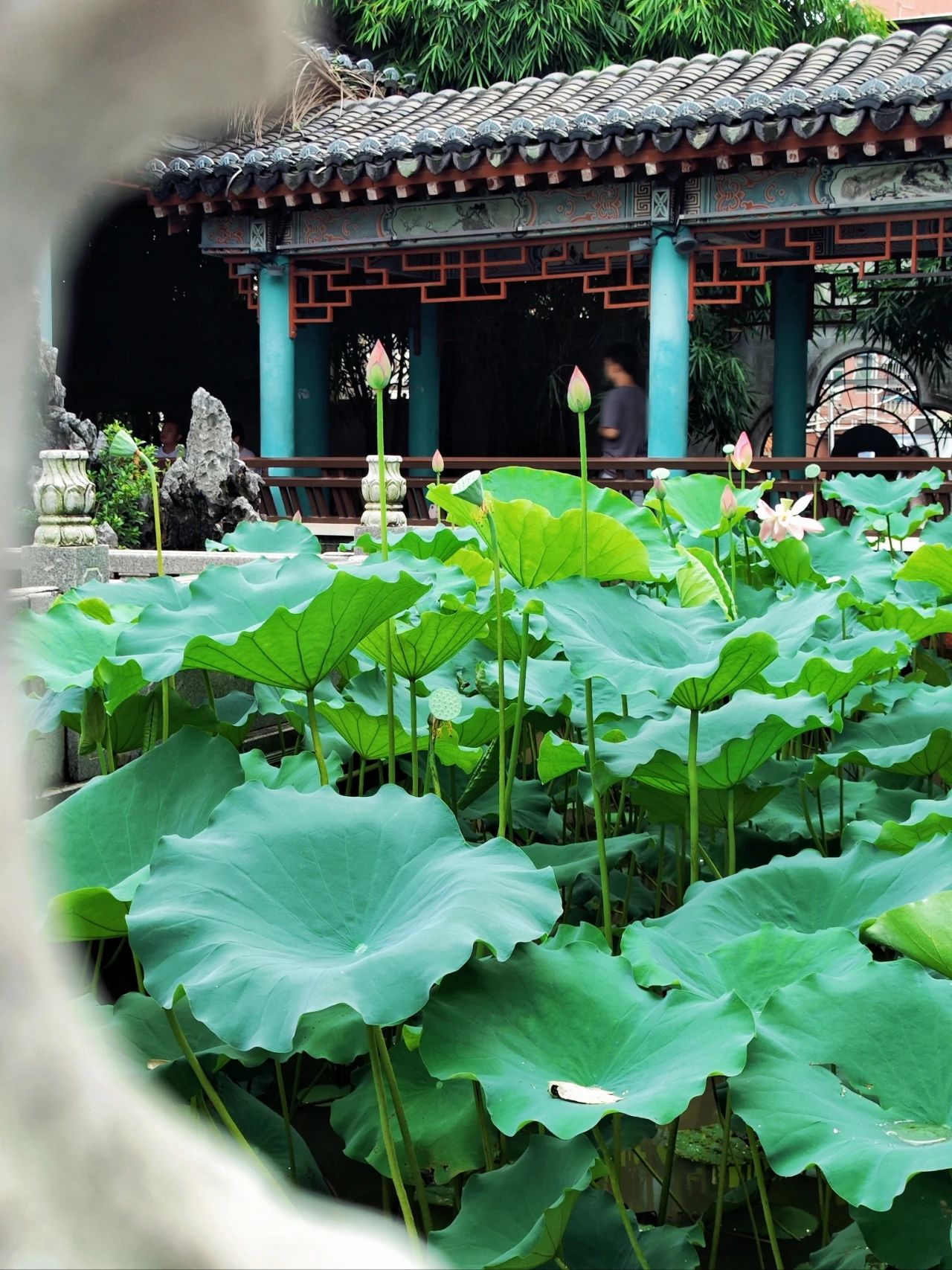 Shenzhen Wanjing Park, Lotus Blossom