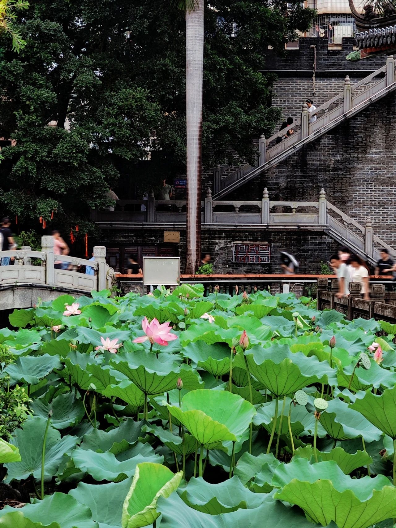 Shenzhen Wanjing Park, Lotus Blossom