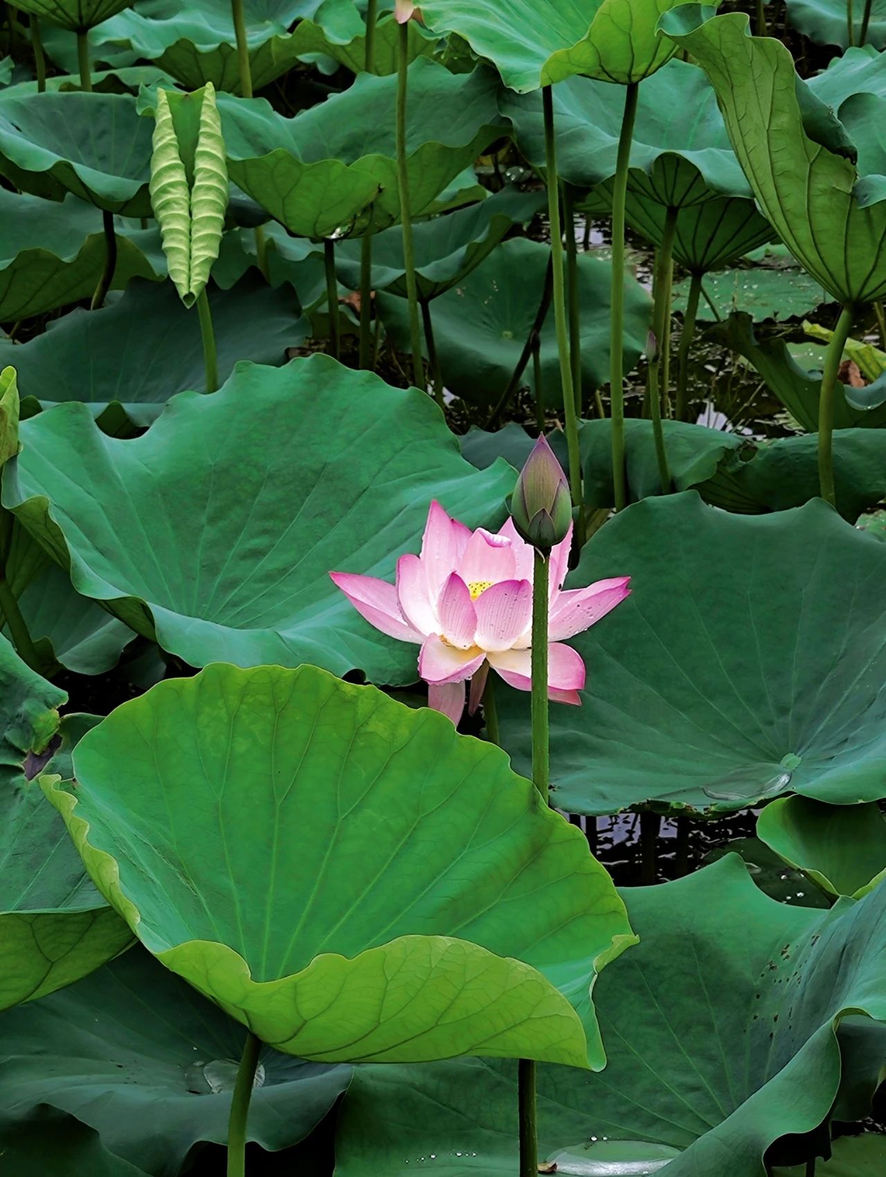 Shenzhen Wanjing Park, Lotus Blossom