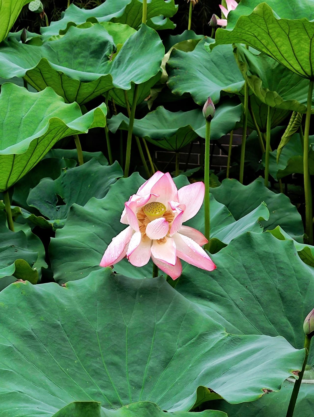 Shenzhen Wanjing Park, Lotus Blossom