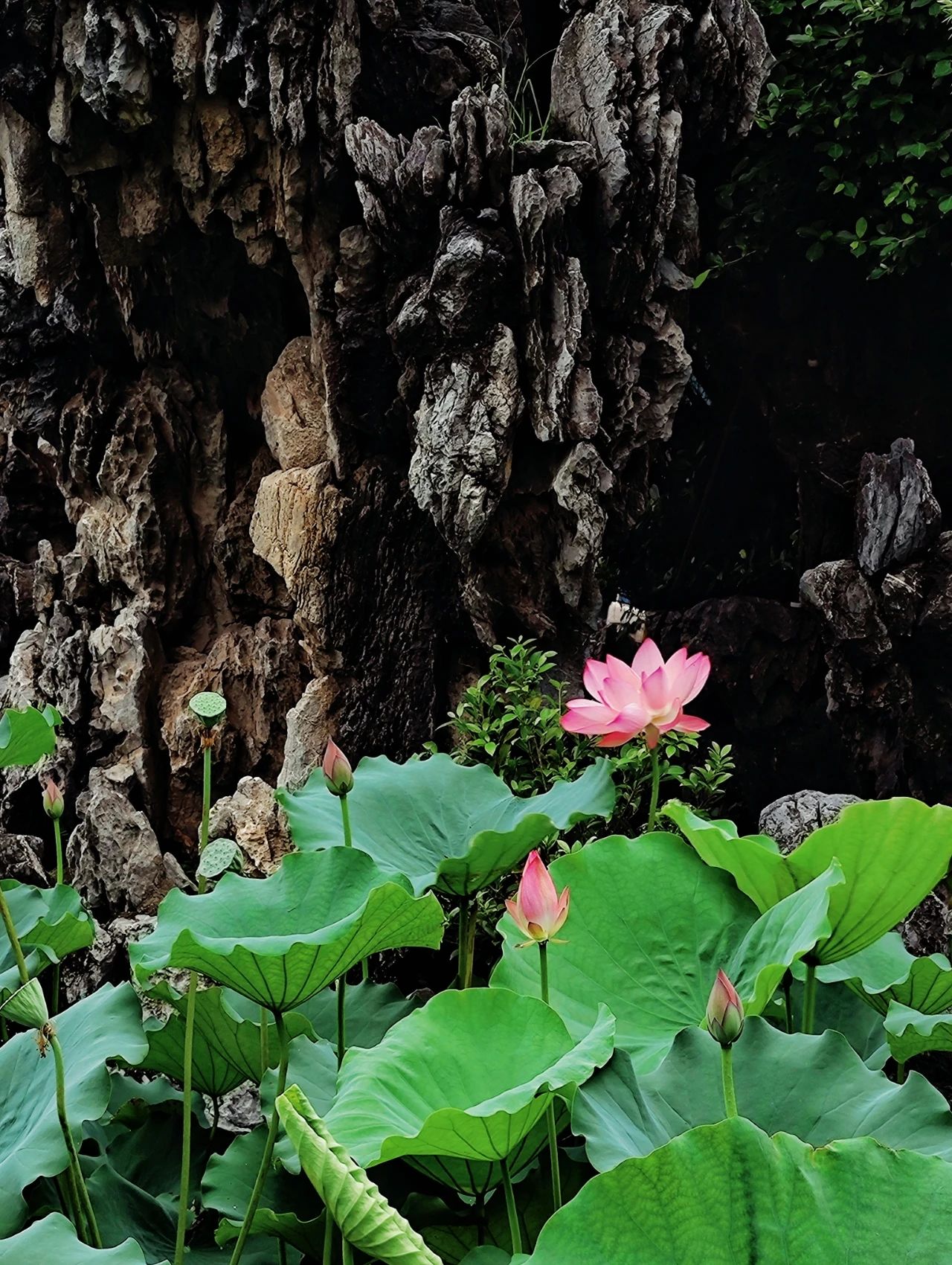 Shenzhen Wanjing Park, Lotus Blossom