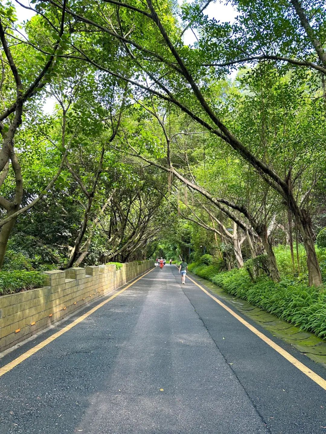 Shenzhen Tonglang Mountain Country Park