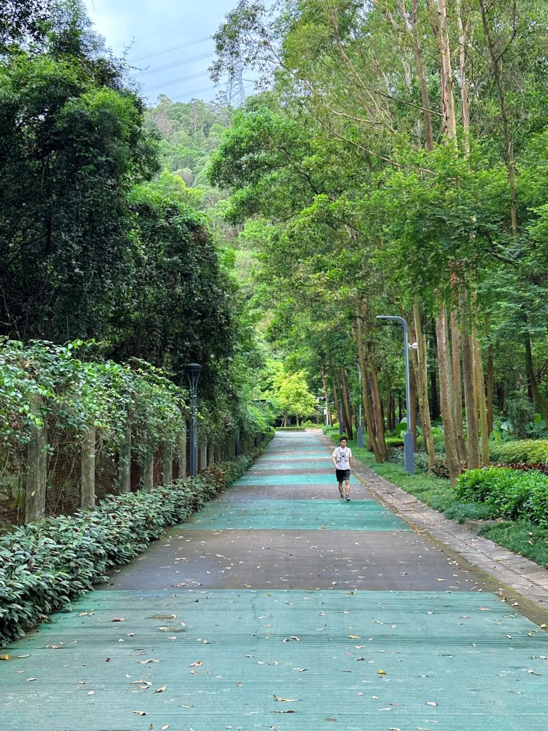 Meilin Greenway, Super cozy forest greenway!