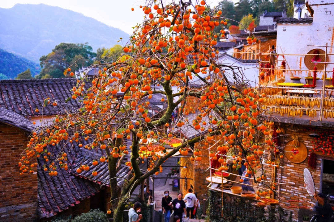 China Autumn Ceiling Appreciation