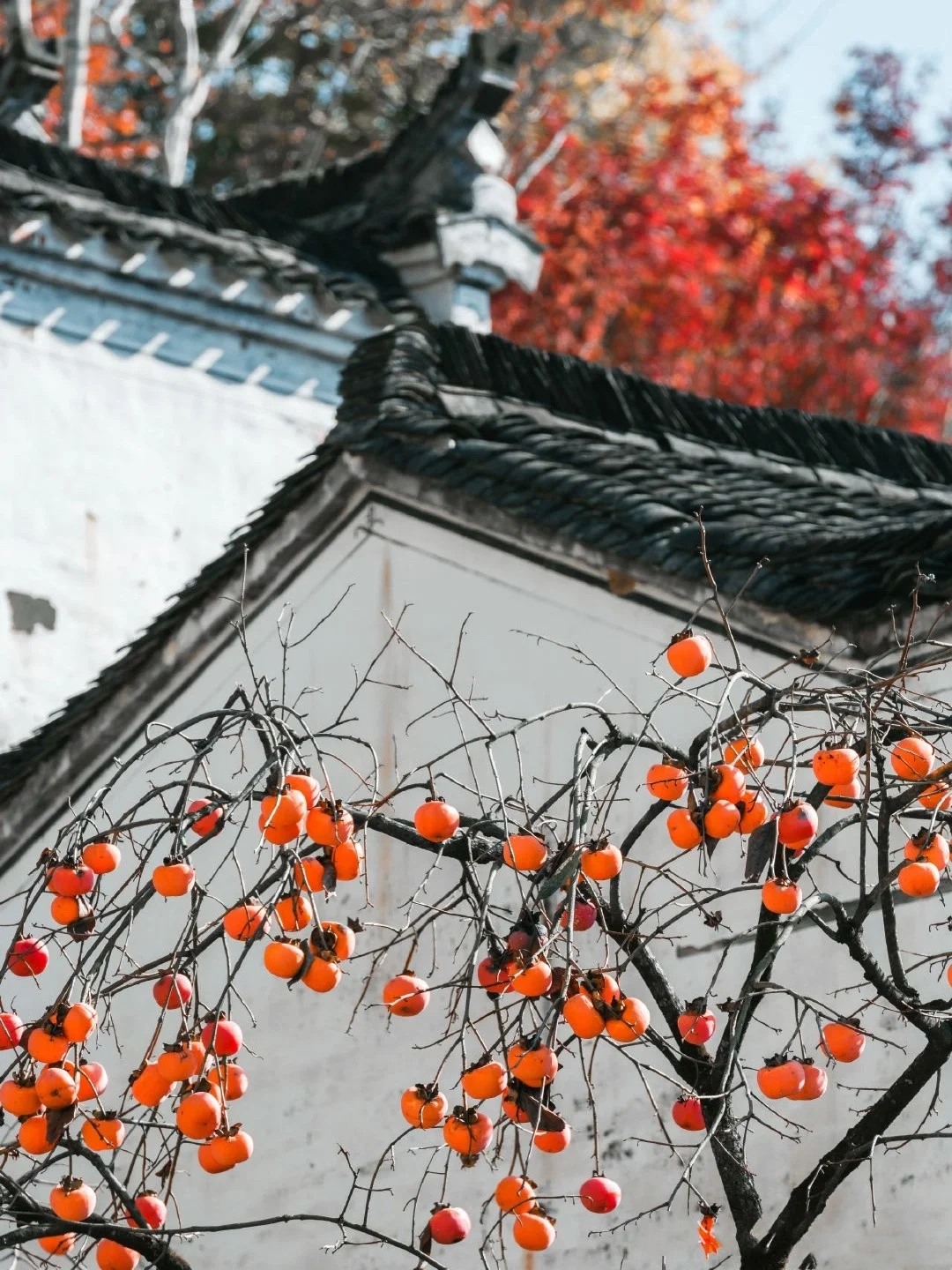 China Autumn Ceiling Appreciation