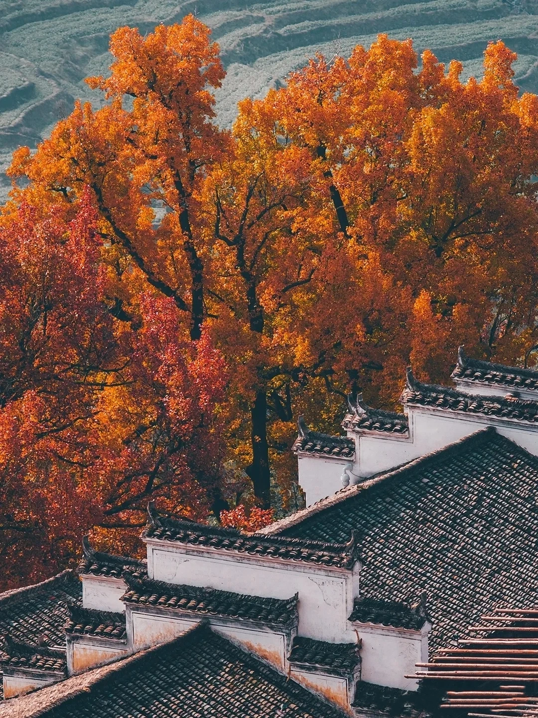 China Autumn Ceiling Appreciation