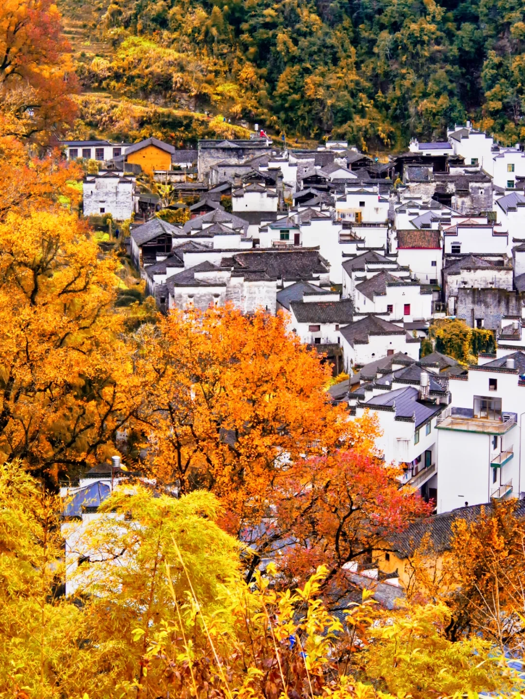 China Autumn Ceiling Appreciation