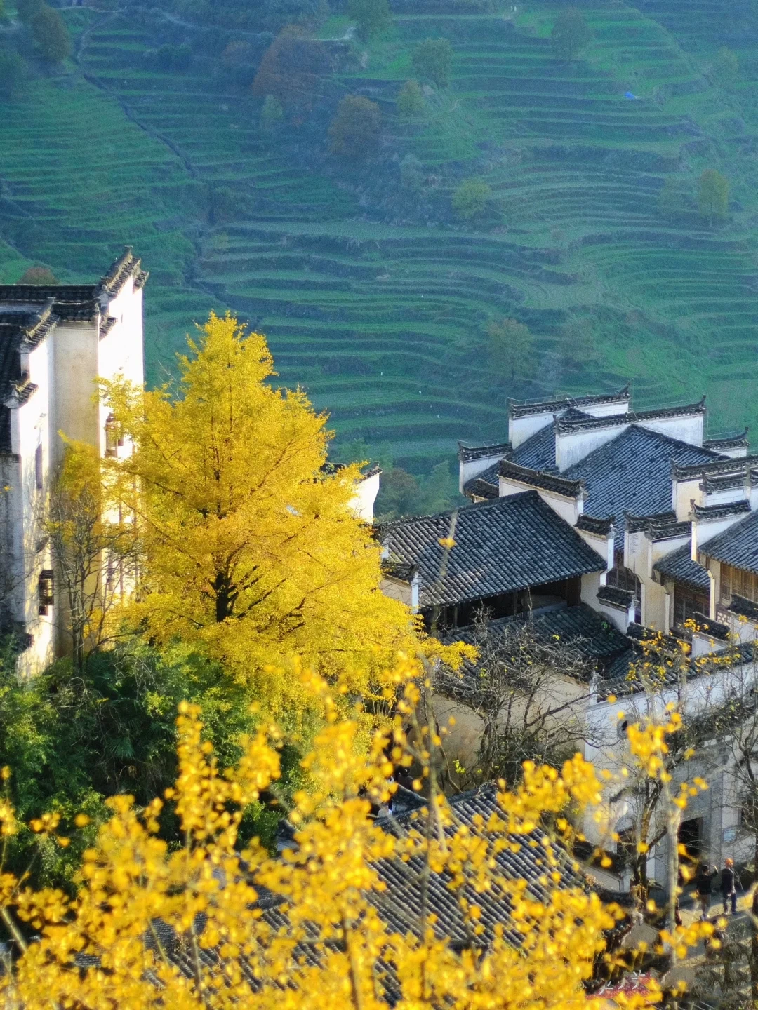 China Autumn Ceiling Appreciation