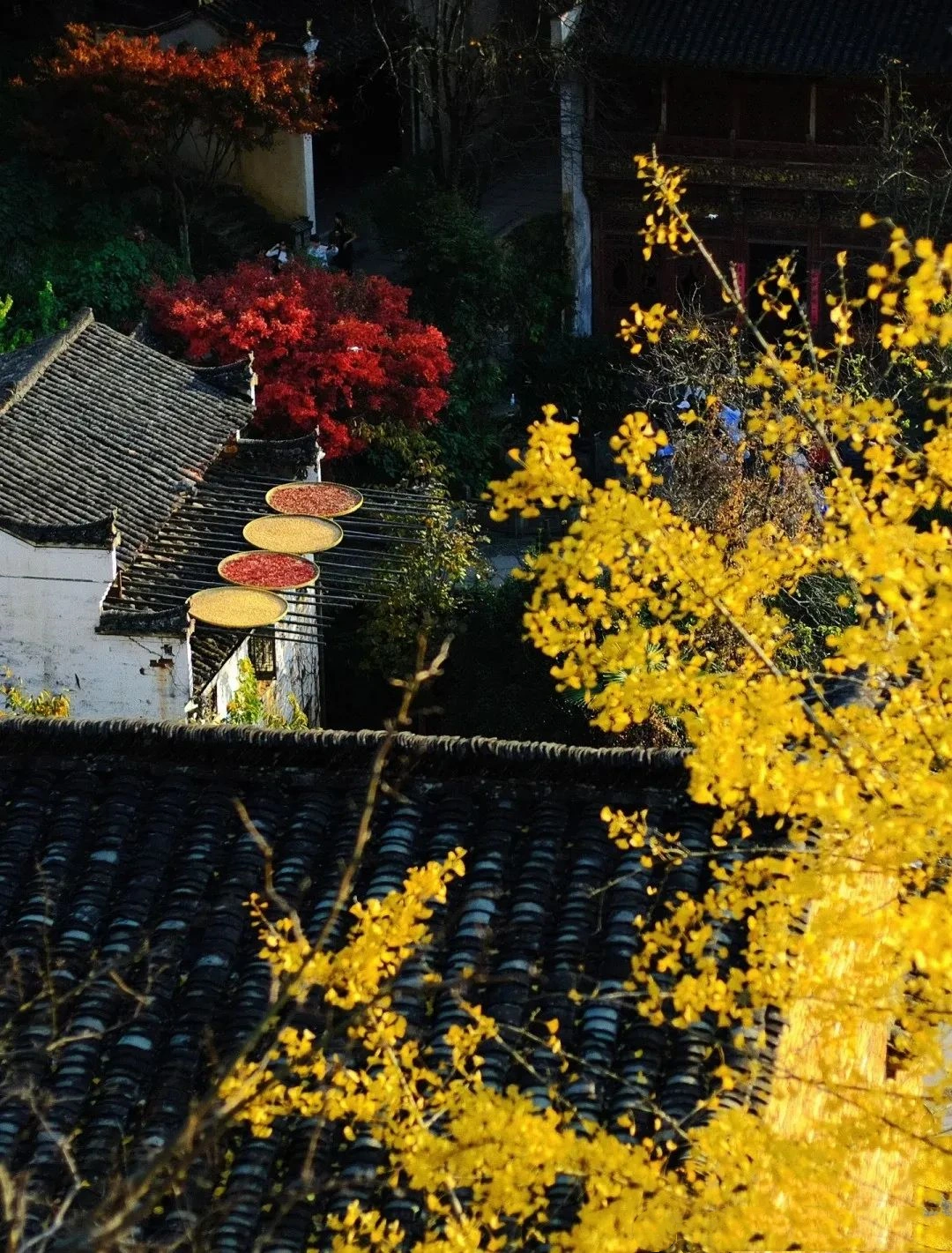 China Autumn Ceiling Appreciation