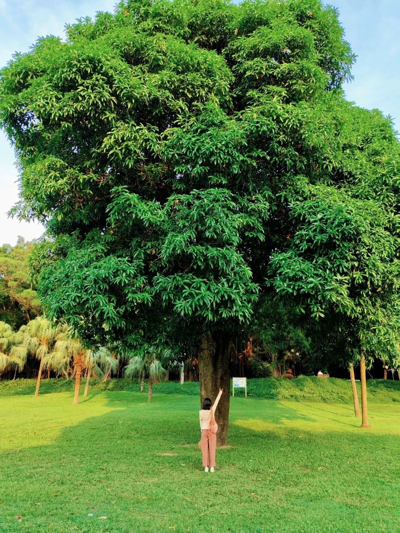 ShenZhen Zhongshan Park