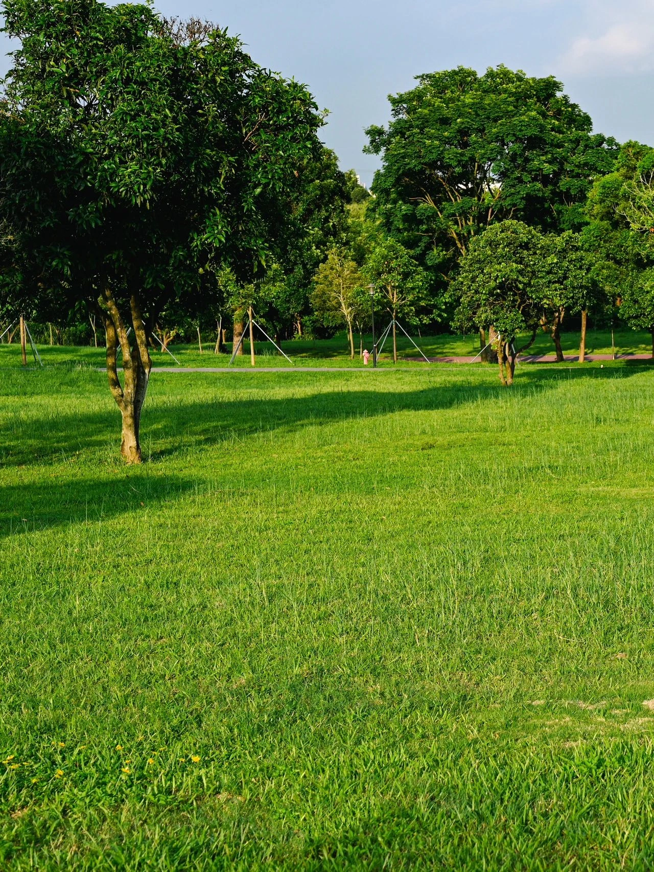 Strange Flowers Park, the most beautiful grass in Shenzhen