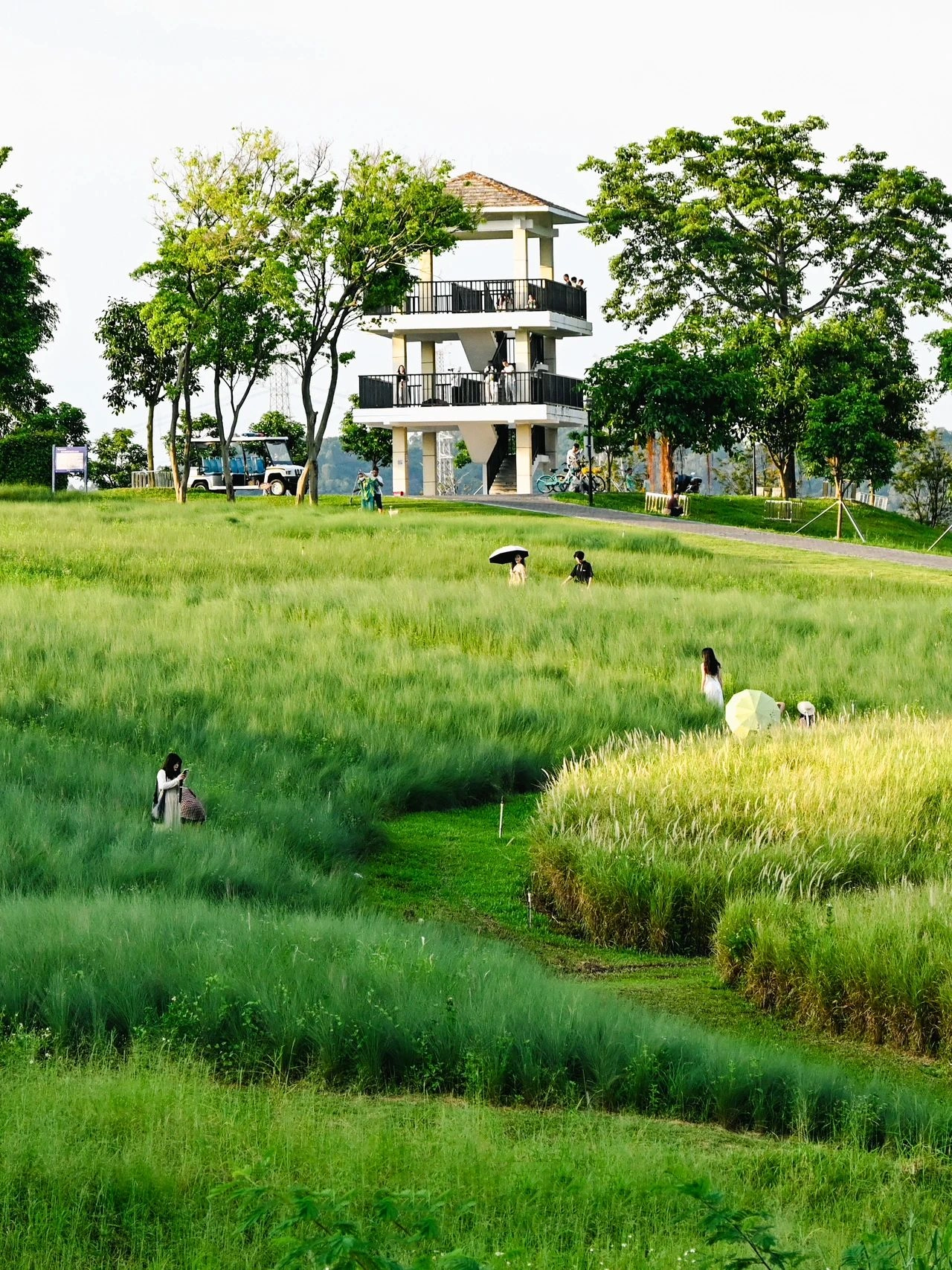 Strange Flowers Park, the most beautiful grass in Shenzhen