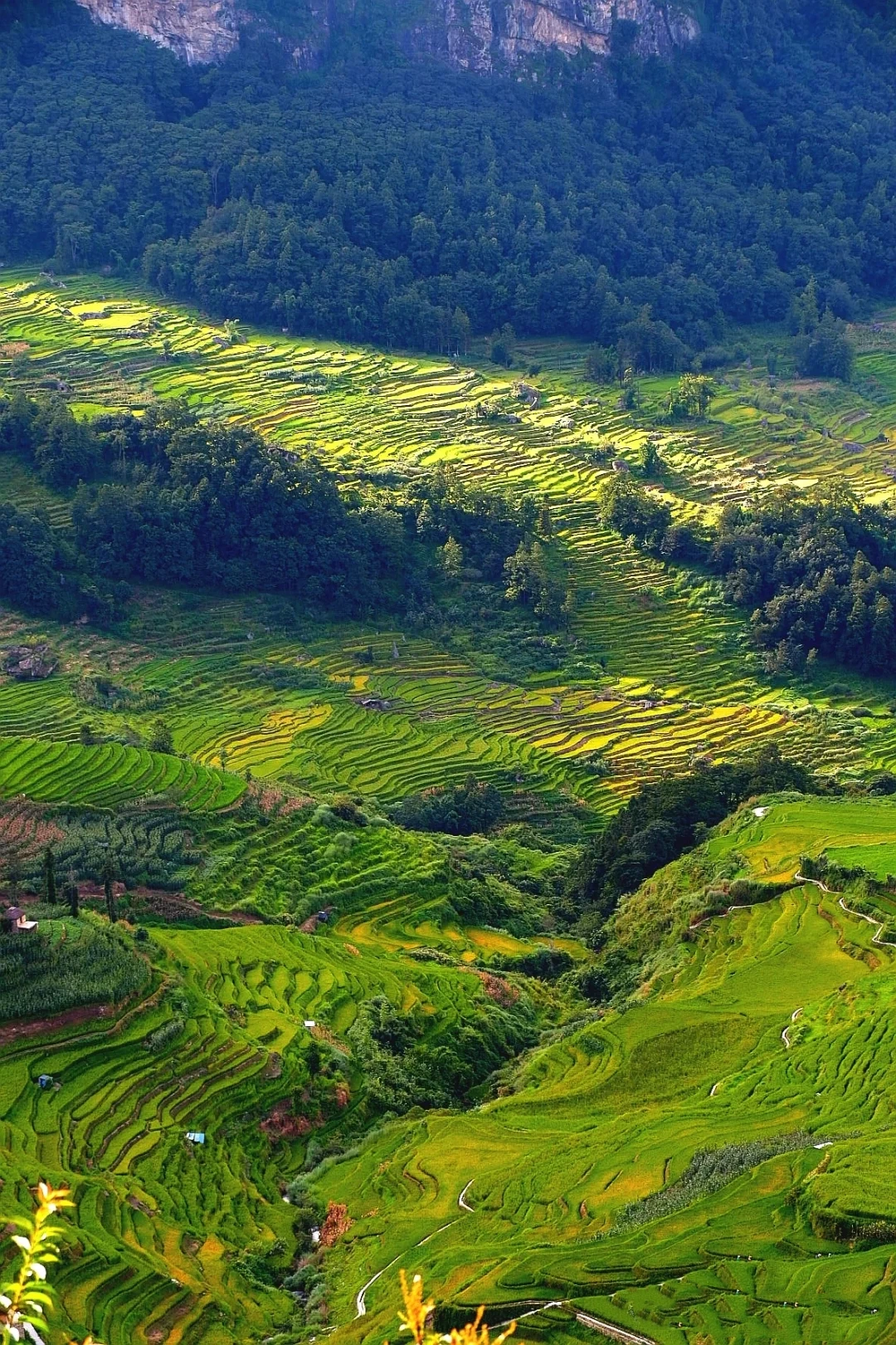 Honghe Hani Terraced Fields