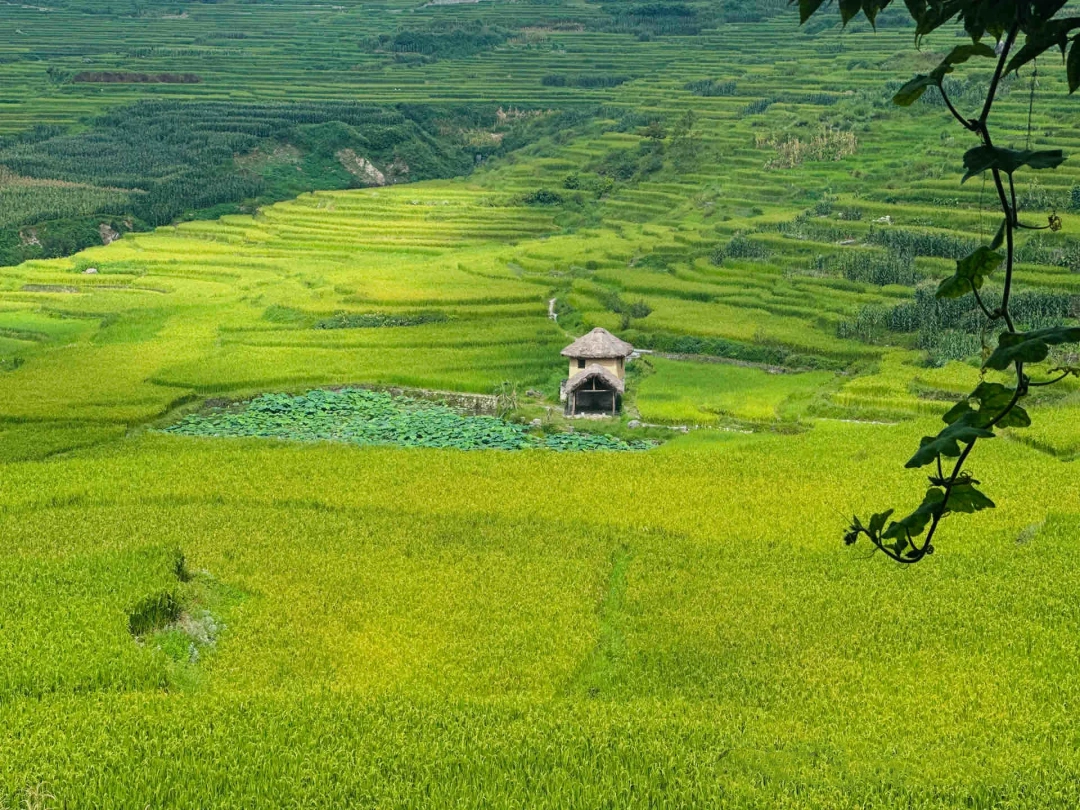 Honghe Hani Terraced Fields