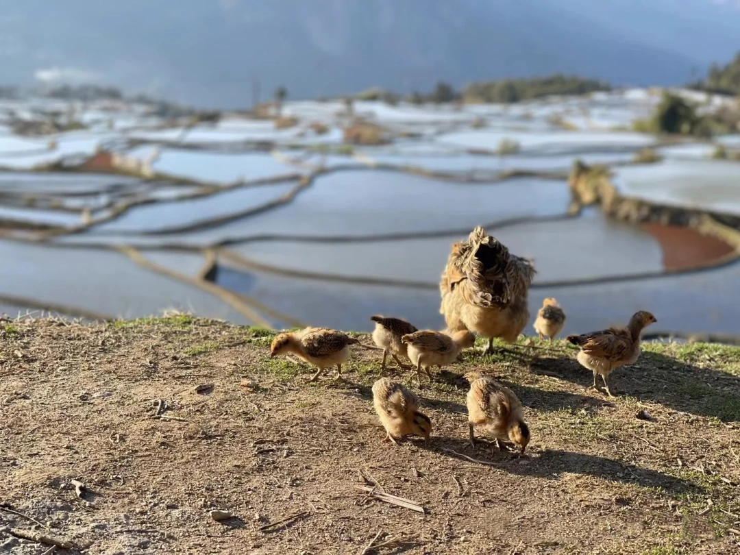 Honghe Hani Terraced Fields