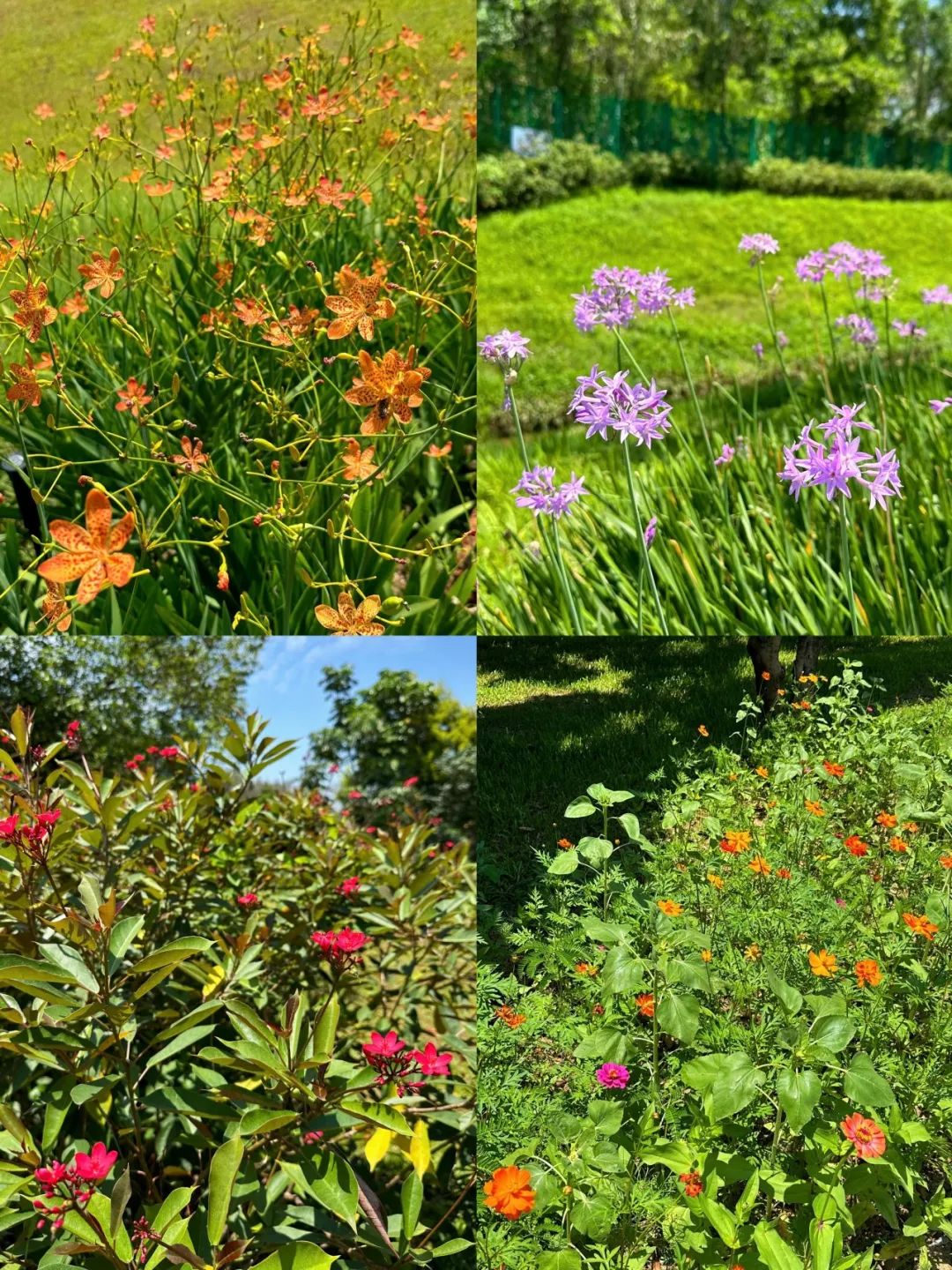 Xili Lake Greenway, The most worthwhile short greenway in summer