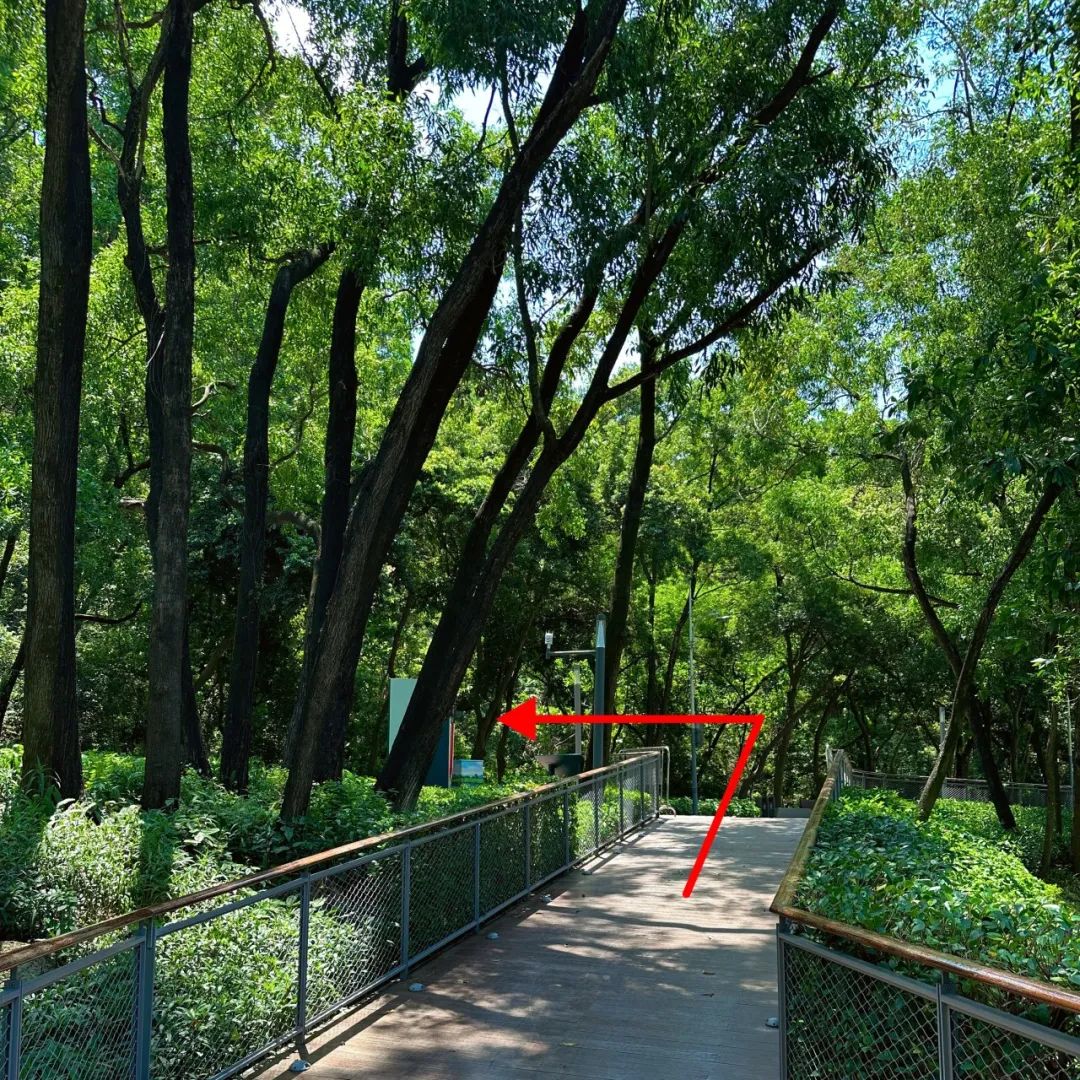 Xili Lake Greenway, The most worthwhile short greenway in summer