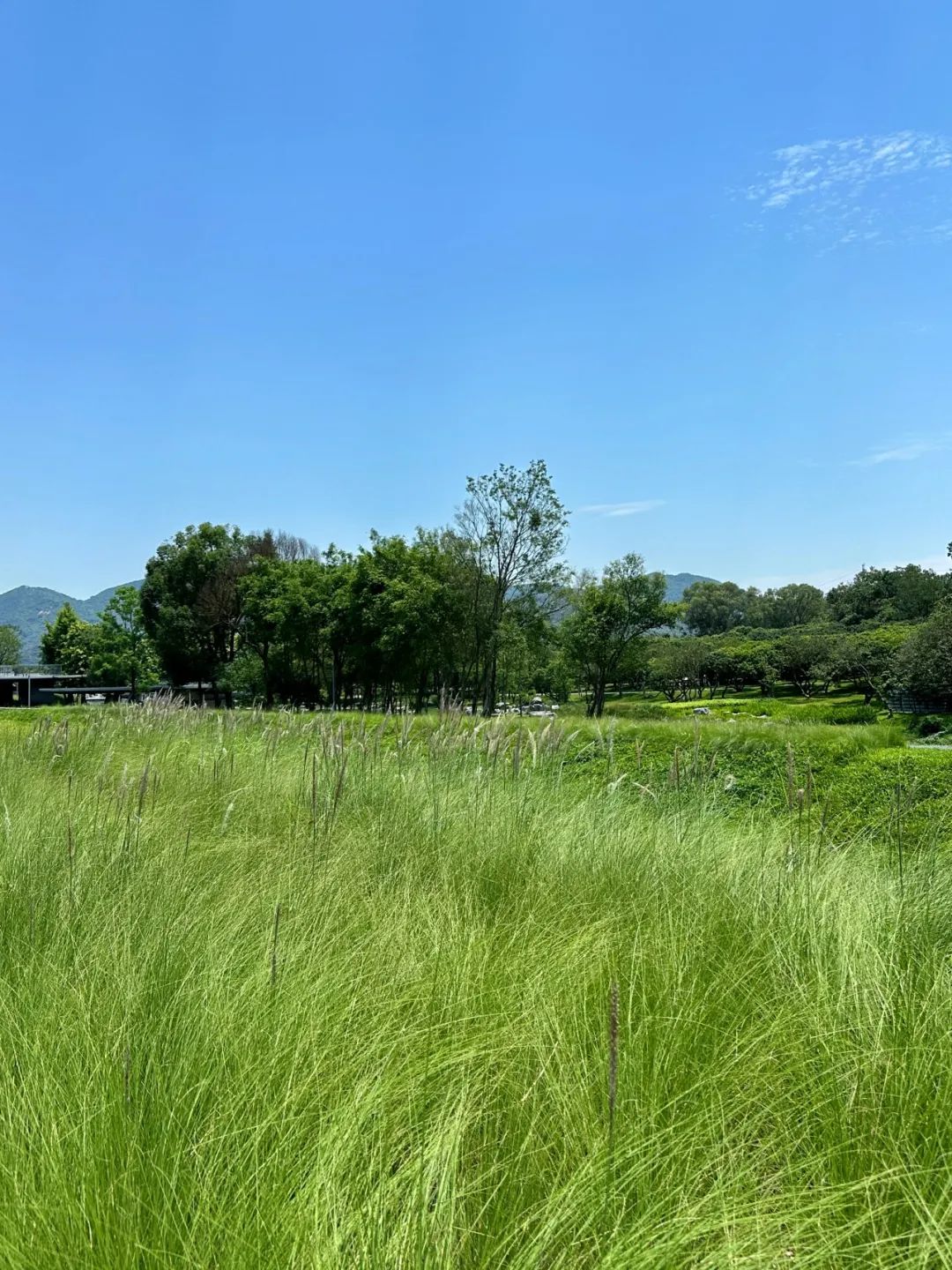 Xili Lake Greenway, The most worthwhile short greenway in summer