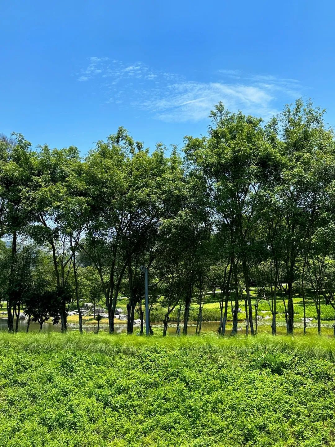 Xili Lake Greenway, The most worthwhile short greenway in summer