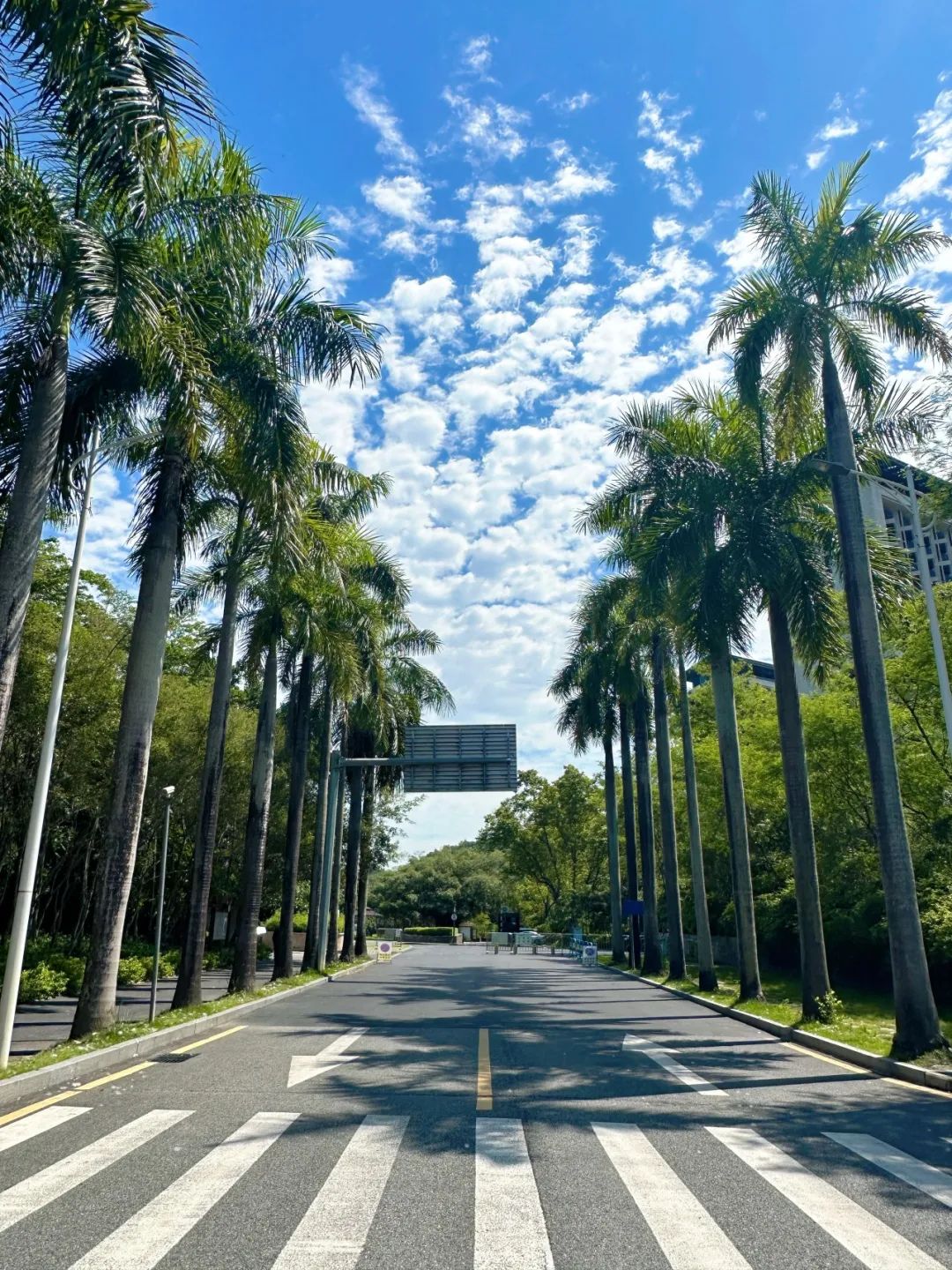 Xili Lake Greenway, The most worthwhile short greenway in summer