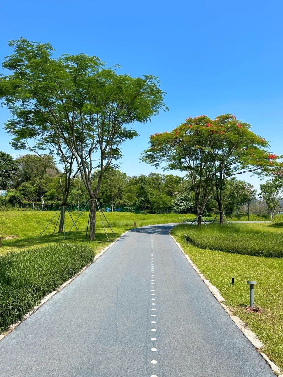 Xili Lake Greenway, The most worthwhile short greenway in summer